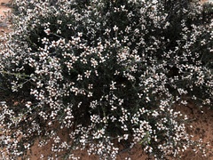 Cryptandra tomentosa