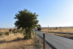 Quercus × avellaniformis