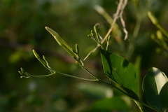 Jasminum fluminense
