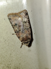Cerastis faceta