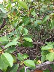 Excoecaria agallocha