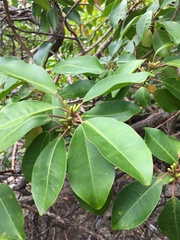 Excoecaria agallocha