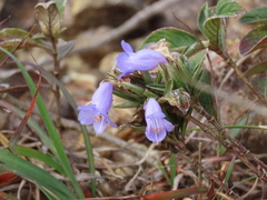 Strobilanthes aprica