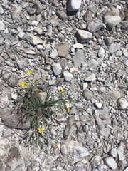 Chondrilla chondrilloides