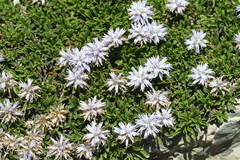 Globularia repens