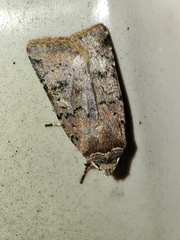 Cerastis faceta