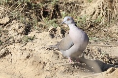 Streptopelia decipiens logonensis