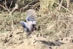 Streptopelia decipiens logonensis