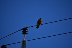 Falco longipennis