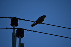 Falco longipennis
