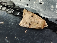 Cerastis faceta
