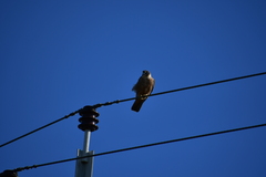 Falco longipennis