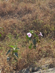 Ipomoea carnea