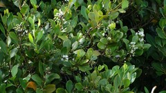 Aegiceras corniculatum