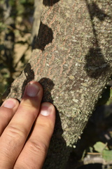 Quercus × avellaniformis