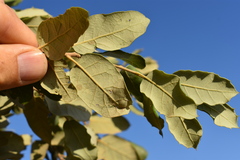 Quercus × avellaniformis