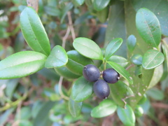 Alyxia sinensis