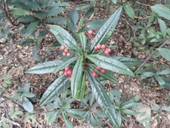 Ardisia lindleyana