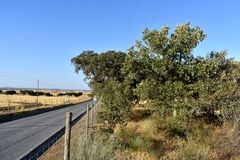 Quercus × avellaniformis