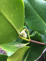 Rhizophora samoensis