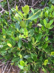 Rhizophora samoensis