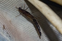 Lymexylidae