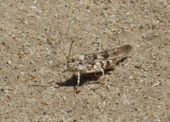 Trimerotropis maritima