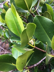 Rhizophora samoensis