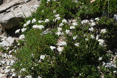 Achillea erba-rotta