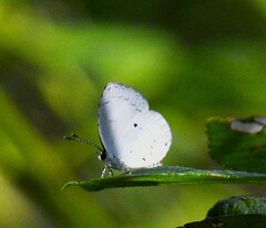 Neopithecops zalmora