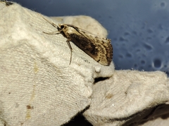 Evergestis isatidalis