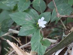 Strobilanthes tetrasperma
