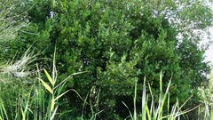 Aegiceras corniculatum