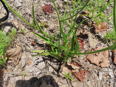 Pyrrhopappus carolinianus