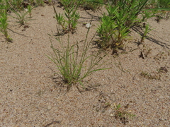 Eragrostis pectinacea