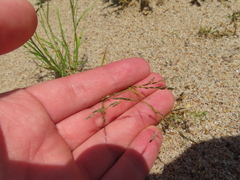Eragrostis pectinacea