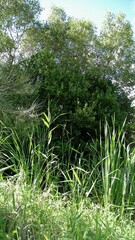 Aegiceras corniculatum