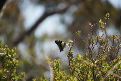 Graphium macleayanus