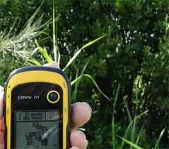 Aegiceras corniculatum