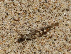 Trimerotropis maritima