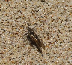 Trimerotropis maritima