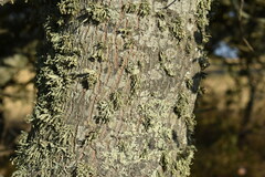 Quercus × avellaniformis