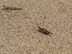 Trimerotropis maritima