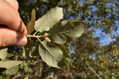 Quercus × avellaniformis