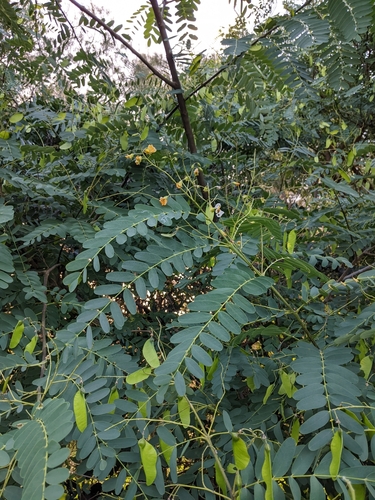 Tipuana tipu