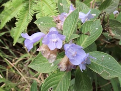Strobilanthes aprica