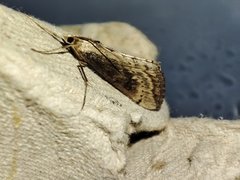 Evergestis isatidalis