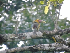 Pteroglossus bailloni