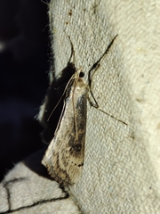 Evergestis isatidalis