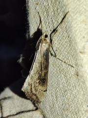 Evergestis isatidalis